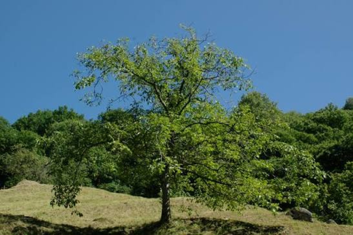 Τι θα γινόταν εάν τα δέντρα μπορούσαν να αλλάζουν θέση μία φορά τον χρόνο;